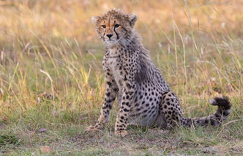 Katter, Cheetah, Baby Animal, Big Cat, Cub, Wildlife, HD tapet HD wallpaper