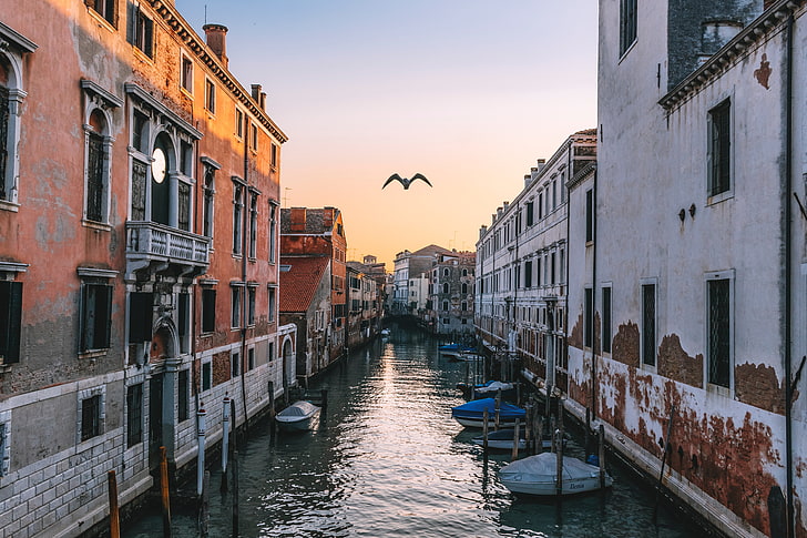 Grand Canal, Venice, Venesia, italia, kanal, burung camar, sungai, Wallpaper HD