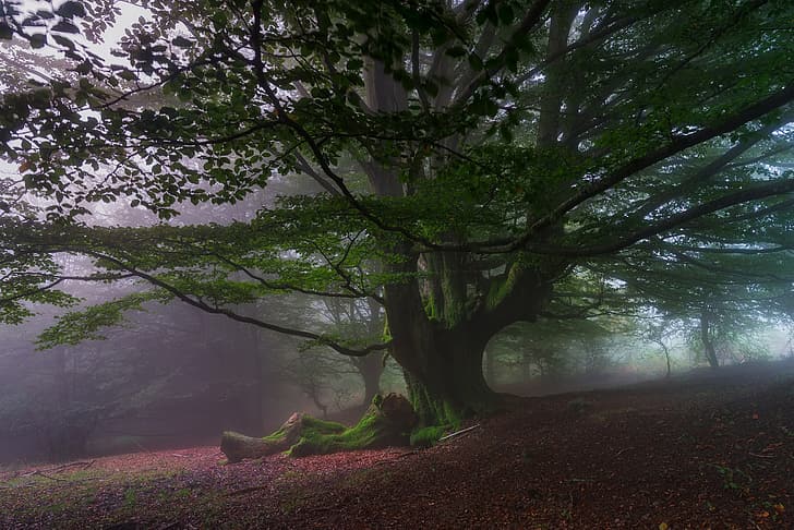 자연, 나무, 안개, 너도밤나무, HD 배경 화면