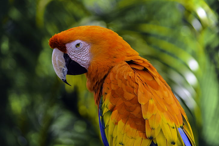 macro photography of orange and yellow parroty, macaw, macaw, Macaw, macro photography, orange, bird, animal, animals, avian, multicolored, blue  green, green  yellow, stunning, beautiful, nature, natural, outdoor, outdoors, wildlife, parrot, beak, pets, tropical Climate, multi Colored, HD wallpaper