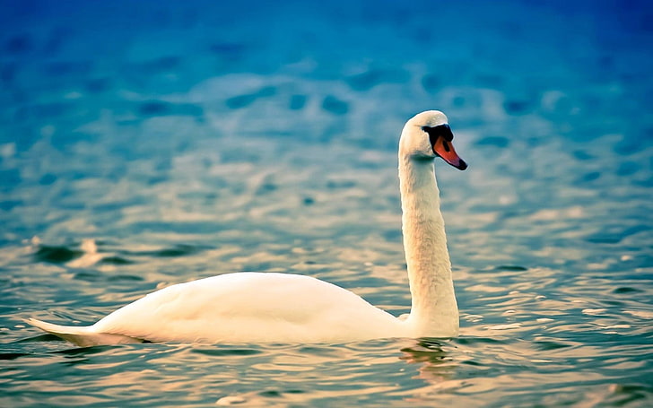 white swan, water, ripples, white, swan, neck, bird, HD wallpaper