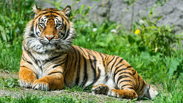 เสือ, สัตว์, แมวใหญ่, ธรรมชาติ, วอลล์เปเปอร์ HD