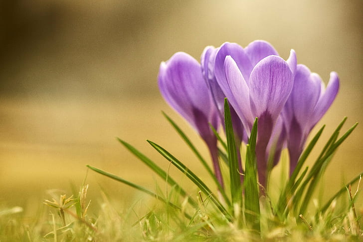 紫の花びらの花の写真、春が来た、来て、紫、花びら、花、写真、キヤノン、クロッカス、自然、植物、熊谷、市、埼玉、日本、夏、屋外、春、クローズアップ、自然の美しさ、季節、牧草地、緑色、 HDデスクトップの壁紙