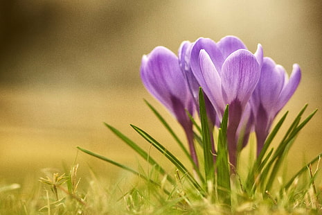 紫の花びらの花の写真、春が来た、来て、紫、花びら、花、写真、キヤノン、クロッカス、自然、植物、熊谷、市、埼玉、日本、夏、屋外、春、クローズアップ、自然の美しさ、季節、牧草地、緑色、 HDデスクトップの壁紙 HD wallpaper