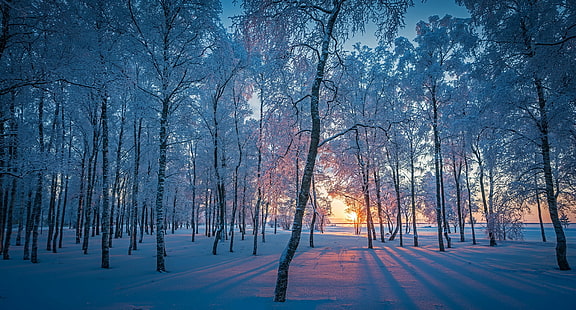 утро, зима, лед, снег, холод, деревья, солнечный свет, природа, на природе, HD обои HD wallpaper