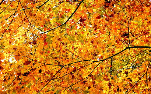 صور الخريف لسطح المكتب، خلفية HD HD wallpaper