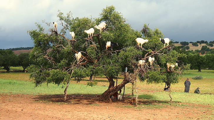 Козы на деревьях возле Эс-Сувейра, Марокко, зеленое дерево, коза, Марокко, мир, животное, Эс-Сувейра, дерево, HD обои