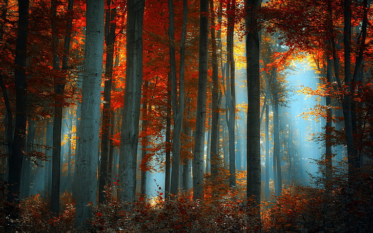 Herbst Farben Herbst Nebel Walder Dunst Landschaften Licht Nebel Bildschirmhintergrund Wallpaperbetter