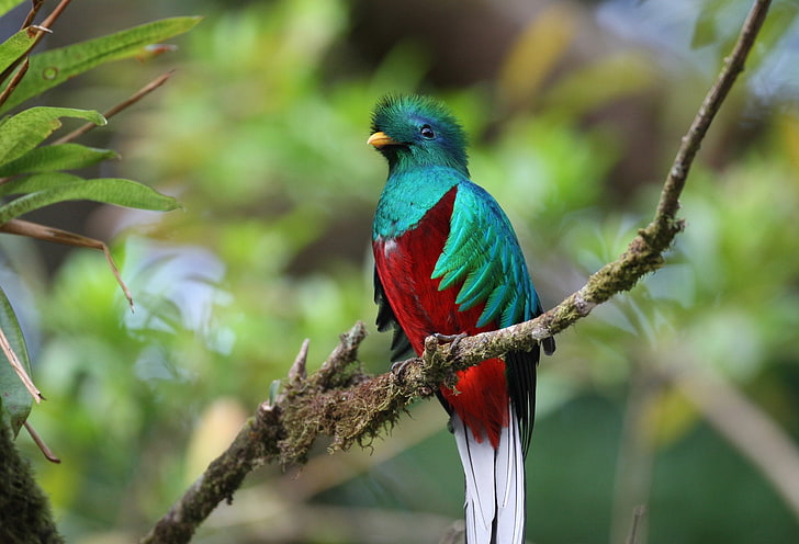 Ave, Exotica, Multicolores, quetzal, Tapety HD