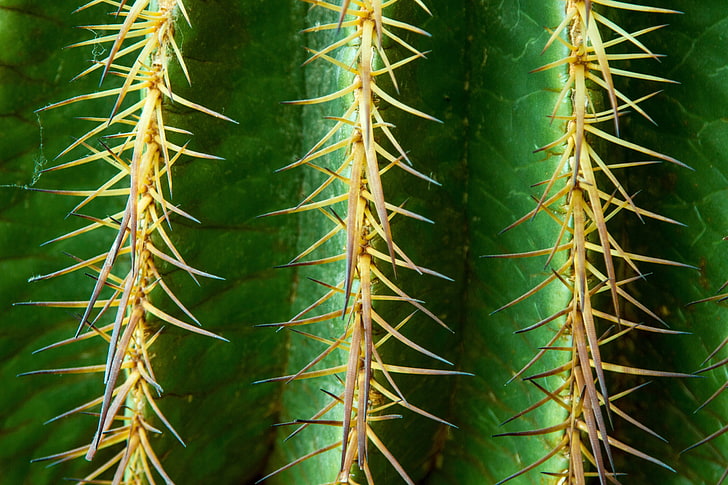green cactus, cactus, flower, thorn, HD wallpaper