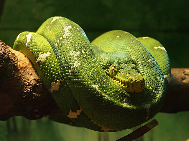 Tier, Emerald Tree Boa, Reptil, Schlange, HD-Hintergrundbild