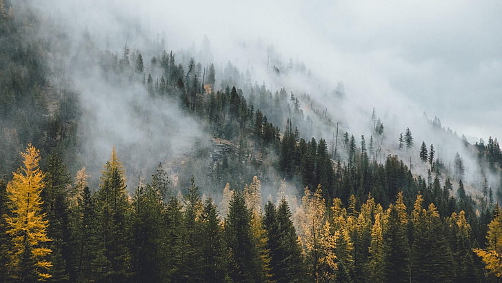 wilderness, nature, tree, fog, woody plant, mountain, mist, misty, cloud, foggy, vegetation, sky, forest, spruce fir forest, HD wallpaper