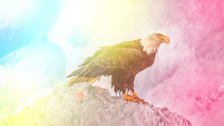 brown and white bald eaggle, colorful, edited, eagle, animals, wildlife, bald eagle, HD wallpaper