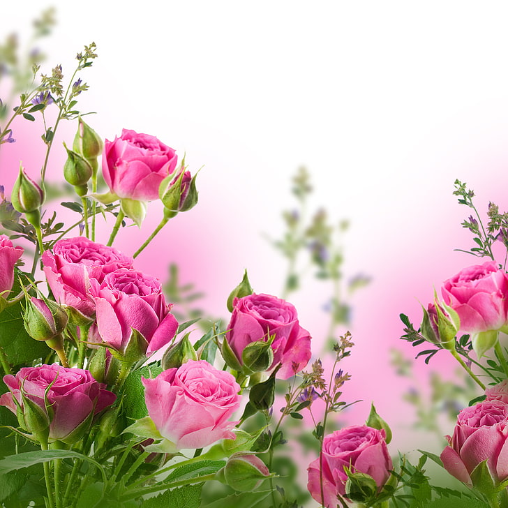 pink roses, flowers, bouquet, petals, buds, pink roses, HD wallpaper