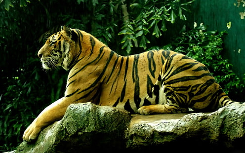 hD Image, relax, tigre, Fond d'écran HD HD wallpaper