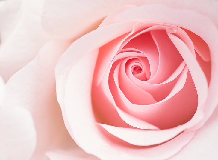 Beautiful Light Pink Rose Flower Macro, Aero, Macro, Flower, Beautiful, Pink, Rose, Close, Cute, Pastel, Soft, Ligh, HD wallpaper