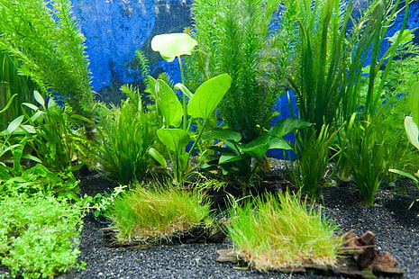 Aquarium Android, HD-Hintergrundbild HD wallpaper