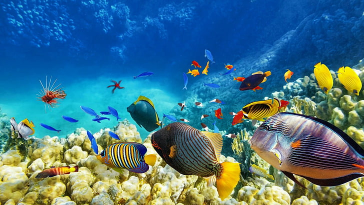 fish, underwater, coral reef, ecosystem, marine biology, coral reef fish, coral, reef, stony coral, water, HD wallpaper