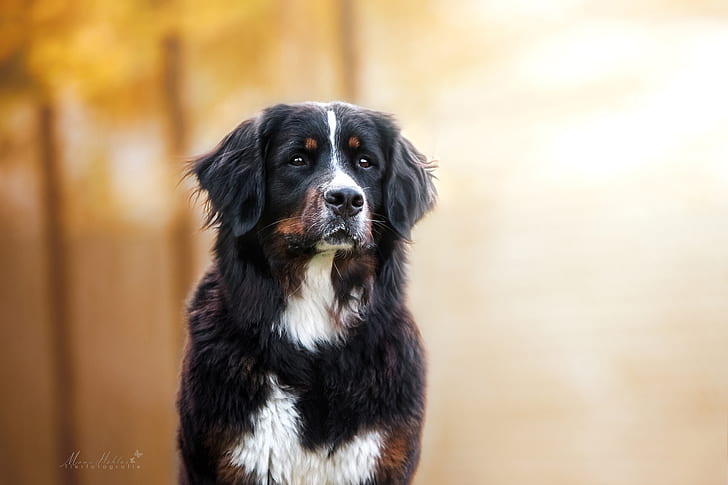 look, portrait, dog, bokeh, Bernese mountain dog, HD wallpaper