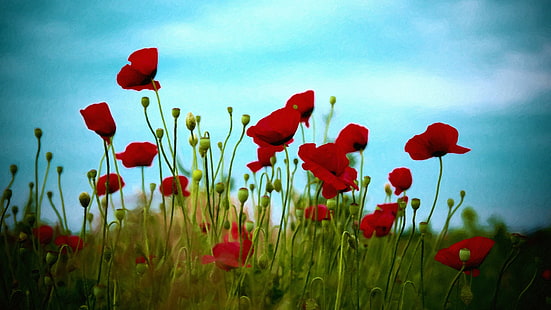 rote und gelbe Blütenblätter, rote Blumen, Mohnblumen, Blumen, Natur, HD-Hintergrundbild HD wallpaper