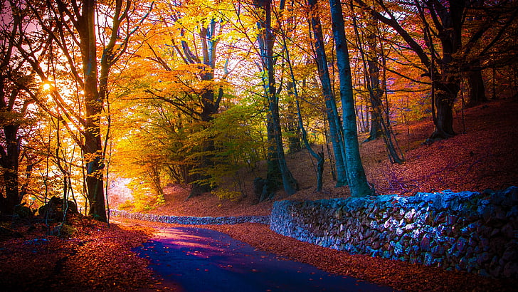 naturaleza, bosque, bosque, hoja, otoño, árbol, planta leñosa, luz, luz solar, camino, arboleda, Fondo de pantalla HD