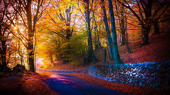 nature, woodland, forest, leaf, autumn, tree, woody plant, light, sunlight, path, grove, HD wallpaper HD wallpaper