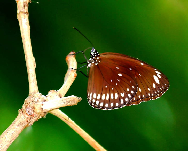 Макросъемка коричневого мотылька на коричневом стебле, Таиланд, Таиланд, Юг, Ко Пхи-Пхи, остров Пхи-Пхи, ядро ​​Евплоэя, макрофотография, коричневого, мотылька, стебля, бабочки, Nymphalidaé, Danainaé, насекомое, природа, бабочка - насекомое, животное, живая природа, крыло животных, крупный план, HD обои