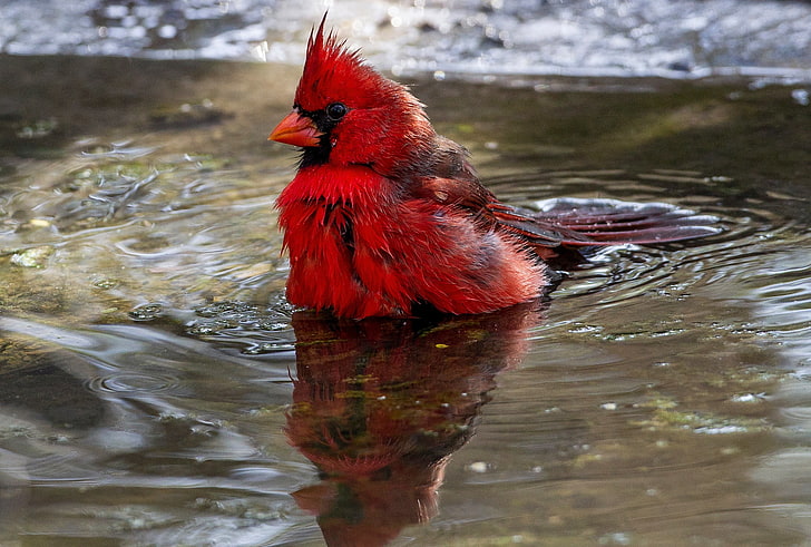 red Cardinal, wildlife, birds, Cardinals, HD wallpaper