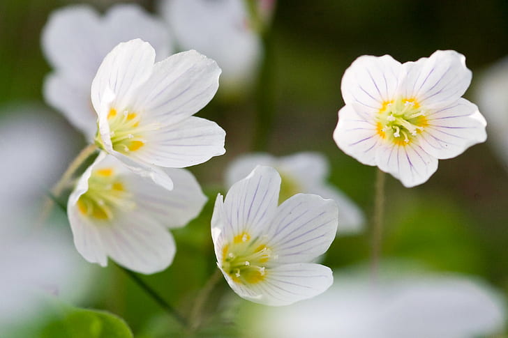 shallow focus photography of white flowers, Spring, shallow focus, photography, white, flowers, bergen  norway, oxalis  acetosella, woodsorrel, sorrel, nature, flower, plant, springtime, petal, close-up, summer, blossom, outdoors, freshness, beauty In Nature, HD wallpaper