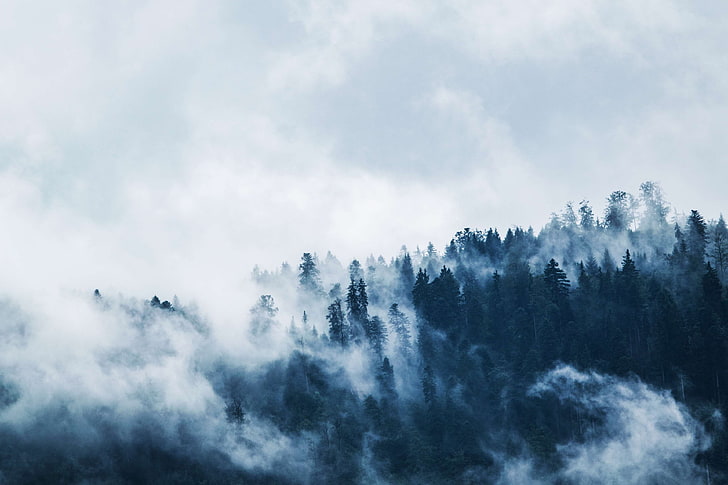 clouds, cloudy, cold, daylight, fog, foggy, foliage, forest, high, landscape, light, mist, moody, mountains, nature, outdoors, snow, summer, travel, tree top, trees, weather, wilderness, winter, woods, HD wallpaper