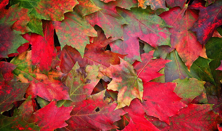 red and brown leaves, autumn, leaves, macro, photo, HD wallpaper