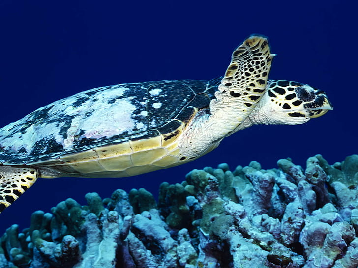 svart och brun sköldpadda och grå korallrev, svart och brun, sköldpadda, korallrev, vattenlevande, vattensamling, naturlig, natur, hav, hav, marint liv, organ, organisk, vilda djur, under vattnet, djur, havsliv, närbild , korall, Loggerhead Turtle, Papua Nya Guinea, reptil, simning, titel, Under havet, närbild, ingen, närbild, hav, rev, blå, havssköldpadda, grön sköldpadda, HD tapet