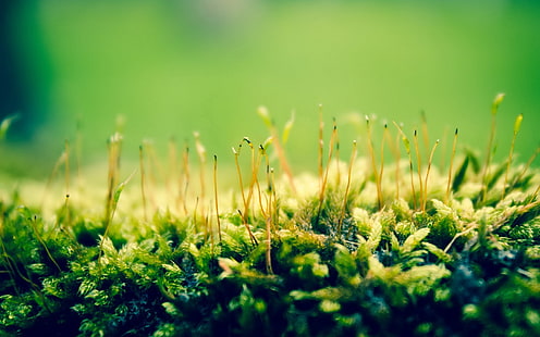 grünes Blatt Pflanze, grün, Natur, Pflanzen, Makro, HD-Hintergrundbild HD wallpaper