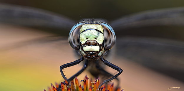 แมลงปอสัตว์แมลง, วอลล์เปเปอร์ HD HD wallpaper