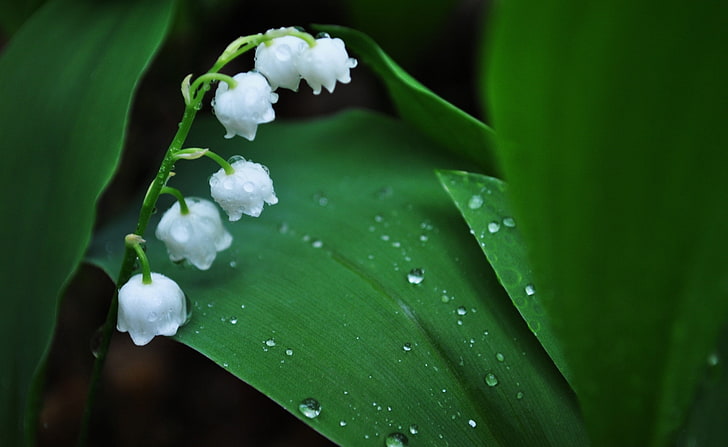 Lily Of The Valley, white lily of the valley flowers, Aero, Macro, Valley, Lily, HD wallpaper