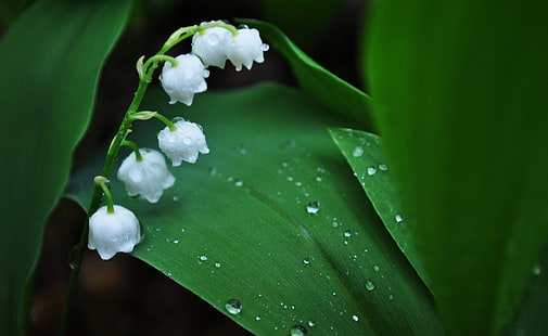 Lily Of The Valley, white lily of the valley flowers, Aero, Macro, Valley, Lily, HD wallpaper HD wallpaper
