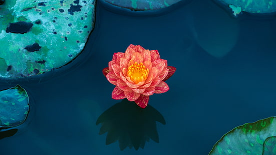 цветок лотоса, лотос, флора, водные растения, священный лотос, семейство лотосов, водяная лилия, HD обои HD wallpaper