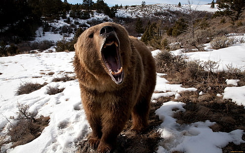 björnar, Grizzly Bears, djur, snö, LIKE, HD tapet HD wallpaper