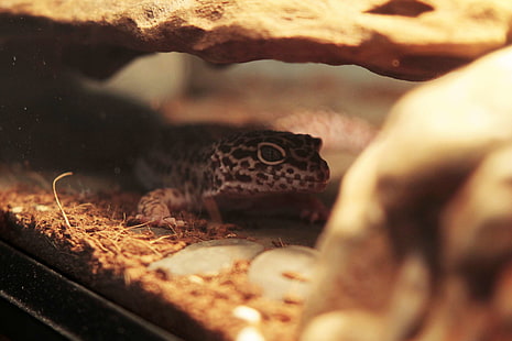 gecko, leopardgecko, ödla, husdjur, reptil, HD tapet HD wallpaper
