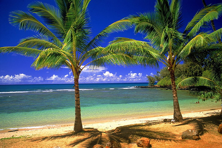 dos palmeras verdes, arena, palmeras, orilla, Fondo de pantalla HD
