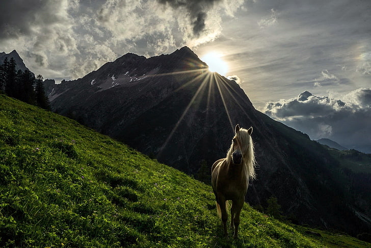 white horse on green grasses, horse, nature, mountains, grass, landscape, sunlight, sky, animals, HD wallpaper