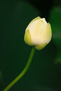 foto de enfoque selectivo de flor de loto blanco, loto, enfoque selectivo, foto, loto blanco, flor de loto, naturaleza, planta, flor, pétalo, loto Nenúfar, cabeza de flor, belleza en la naturaleza, hoja, tulipán, color verde, primavera, aguaLirio, primer plano, Fondo de pantalla HD HD wallpaper