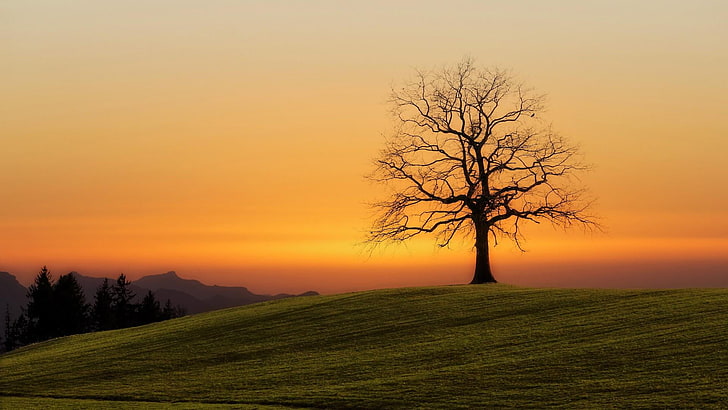дърво, залез, самотен, сам, поле, оранжево небе, небе, HD тапет