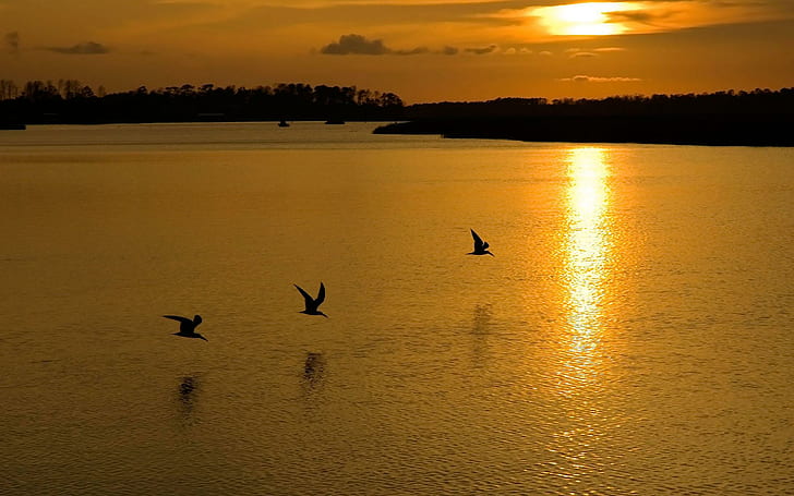 นกสวยงามน้ำทิวทัศน์นกภูเขาธรรมชาติพระอาทิตย์ขึ้นพระอาทิตย์ตก 3 มิติและนามธรรม, วอลล์เปเปอร์ HD