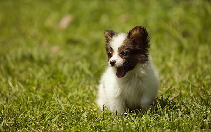 สัตว์หญ้าสุนัขลูกสุนัขเลี้ยงลูกด้วยนม papillon 2560x1600 Animals Dogs HD Art, grass, animals, วอลล์เปเปอร์ HD