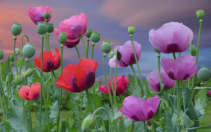 Flowers, poppies, pink, red and purple flowers, pink, flowers, poppies, blossom, red, blooming, HD wallpaper