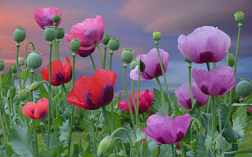 Flowers, poppies, pink, red and purple flowers, pink, flowers, poppies, blossom, red, blooming, HD wallpaper HD wallpaper