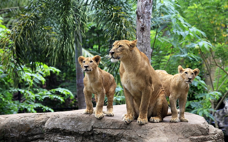 ライオンの家族、雌ライオン、ライオンの子、ライオン、家族、雌ライオン、カブス、 HDデスクトップの壁紙