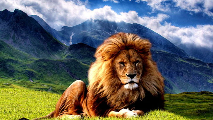 Rey en reposo, tigre, gatos pequeños, grandes felinos, cachorros, leones, naturaleza, vida silvestre, leopardo jaguar, animales, Fondo de pantalla HD