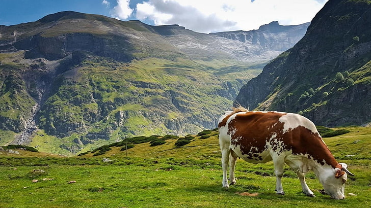 cow, graze, pasture, lea, field, meadow, mountains, grass, animals, HD wallpaper